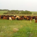 multi-paddock grazing